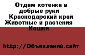 Отдам котенка в добрые руки - Краснодарский край Животные и растения » Кошки   